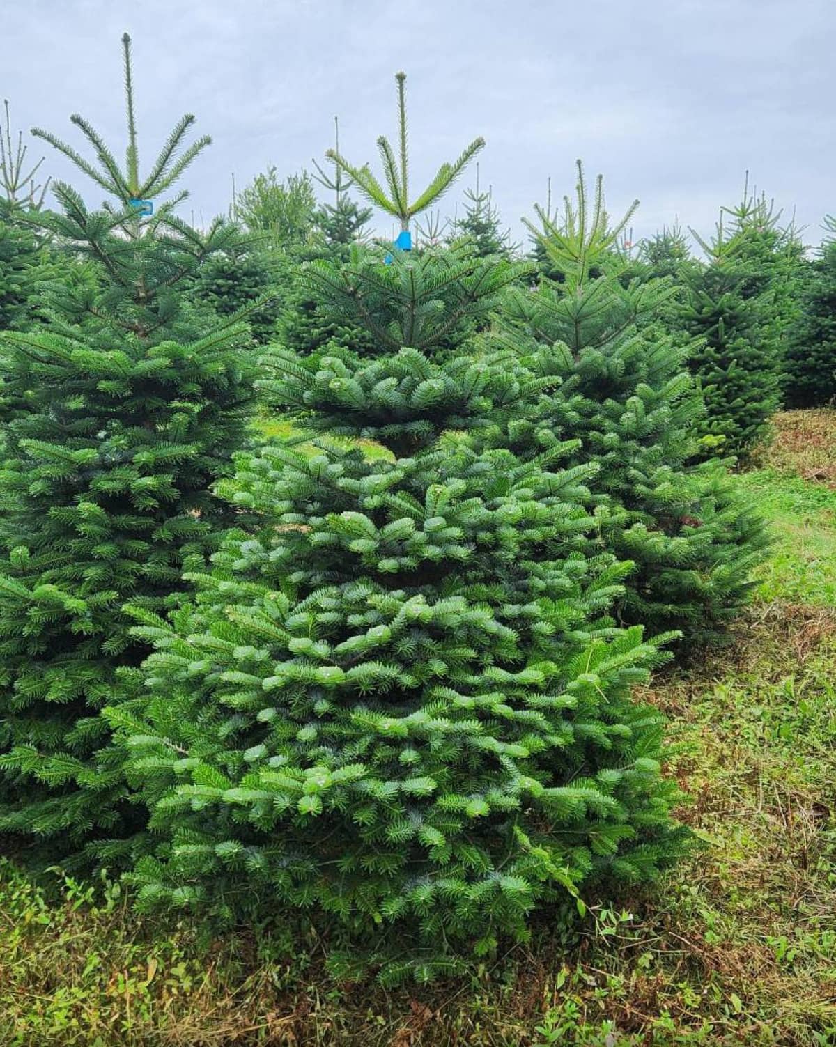 Nordmann kerstboom op ons veld, speciaal voor u uitgekozen